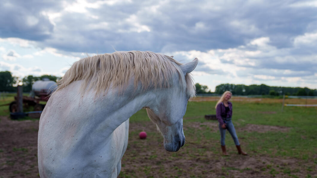 Energiebehandlung Pferde